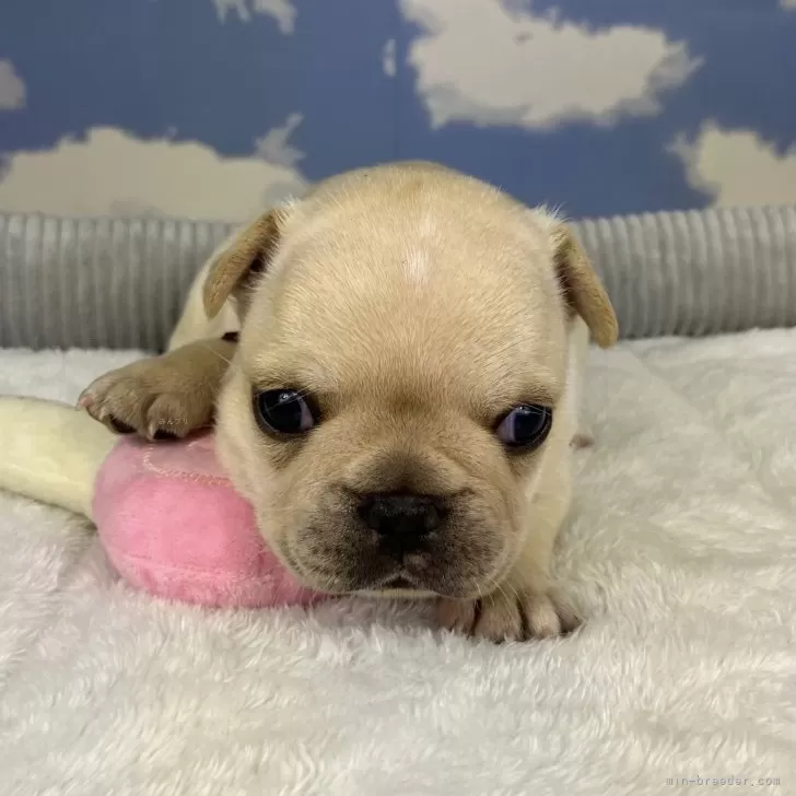 ID:2409-05085の子犬