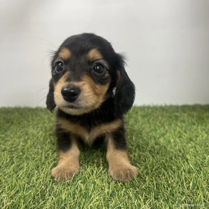 ID：2307-04245の子犬