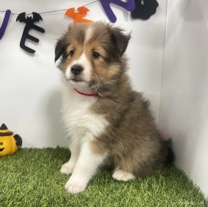 ID:2309-05947の子犬