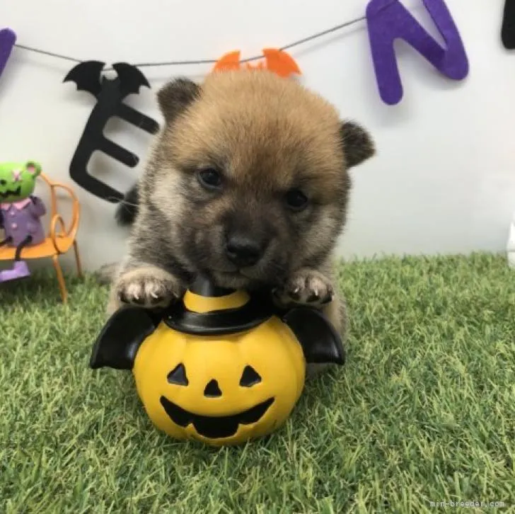 ID:2208-02172の子犬