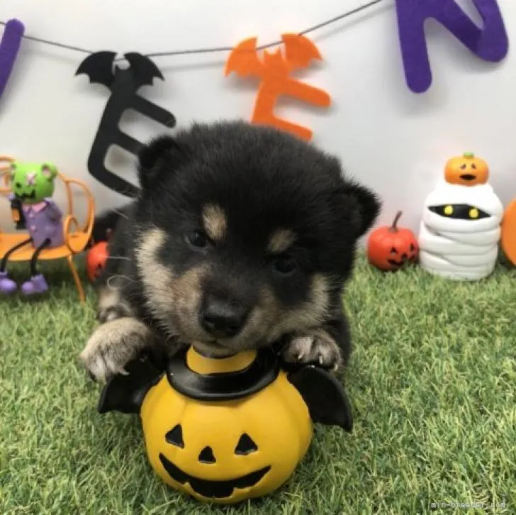 ID:2208-02177の子犬