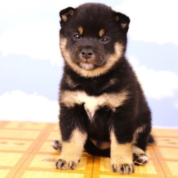 柴犬(豆柴)【岐阜県・男の子・2024年7月21日・黒】の写真「おっぱい大好き豆柴の男の子❗️」