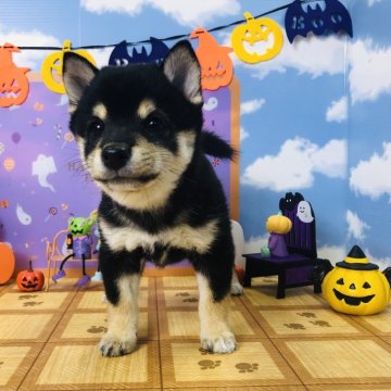 柴犬(豆柴)【岐阜県・女の子・2024年8月22日・黒】の写真「毎日元気いっぱい走り回っています。」