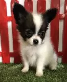 パピヨン【岐阜県・女の子・2024年2月25日・ホワイト&ブラウン】の写真2