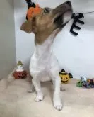 ジャックラッセルテリア【岐阜県・女の子・2023年8月10日・タン&ホワイト】の写真3