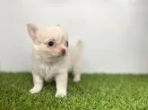 チワワ(ロング)【岐阜県・男の子・2023年5月8日・クリーム&ホワイト】の写真3