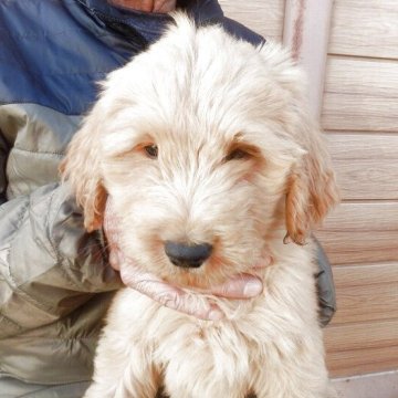 ゴールデンドゥードル(ゴールデンレトリバー×プードル)【埼玉県・女の子・2025年8月15日・クリーム系】の写真「父親ＪＫＣチャンピオン」