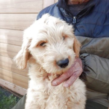 【埼玉県・男の子・2025年8月15日・クリーム系】の写真「父親ＪＫＣチャンピオン」