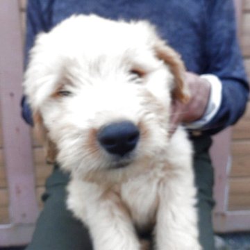 ゴールデンドゥードル(ゴールデンレトリバー×プードル)【埼玉県・男の子・2025年8月15日・クリーム系】の写真「父親JKCチャンピオン」