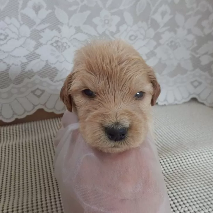 ID:2409-07094の子犬