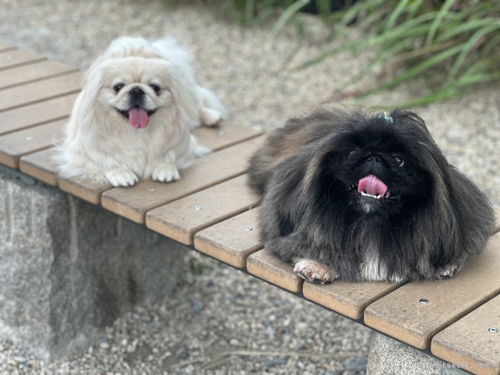 楠田　美和(くすだ　みわ)ブリーダー(兵庫県・チワワ(ロング)など・JKC登録)の紹介写真1