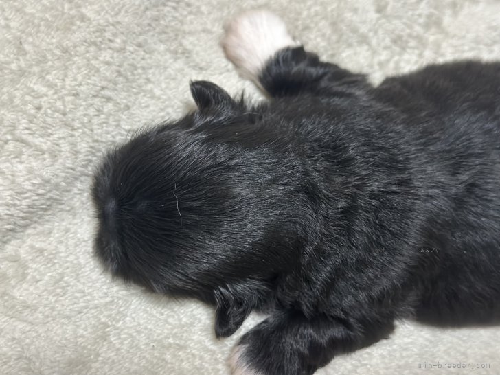 楠田美和ブリーダーのブログ：生まれて2週間経過