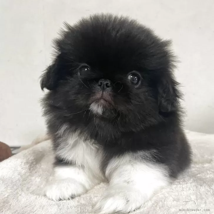 ID：2505-02604の子犬