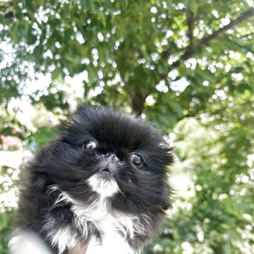 ペキニーズ【兵庫県・男の子・2025年4月25日・ブラックアンドホワイト】の写真「とても穏やかな男の子です！」