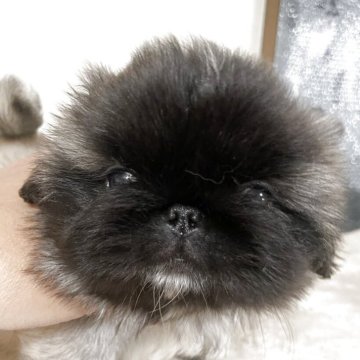 ペキニーズ【兵庫県・男の子・2025年3月31日・フォーンホワイト】の写真「ふわふわ、もこもこの男の子です」