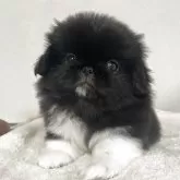 ペキニーズ