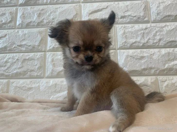 ID：2106-02994の子犬