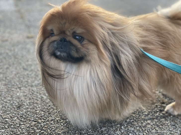 ペキニーズ【・男の子・2021年2月14日・フォーン】「ベビーフェイスのお父さんです！※体の毛はカットしています」