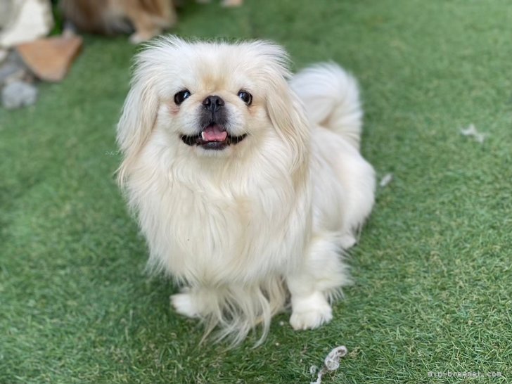 ペキニーズ【・女の子・2021年5月16日・クリーム】