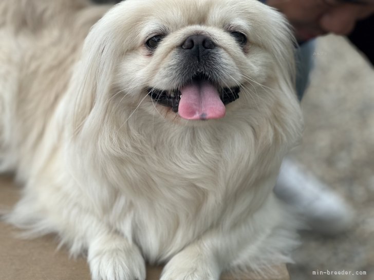 ペキニーズ【・女の子・2021年6月18日・クリーム】