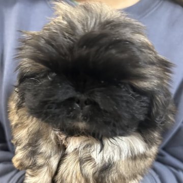 ペキニーズ【兵庫県・女の子・2023年12月26日・フォーンブラックマスク】の写真「穏やかな子です！」