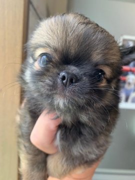 チワワ(ロング)【兵庫県・男の子・2021年5月7日・レッド】の写真「お鼻も短くおっとりな子です♪」