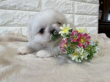 ペキニーズ【兵庫県・男の子・2021年7月20日・ホワイト】の写真「ふわふわでコロンコロンです！」