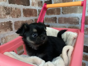 チワワ(ロング)【兵庫県・男の子・2020年10月17日・ブラックタン】の写真「おっとり君です！」