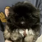 ペキニーズ【兵庫県・女の子・2023年12月26日・フォーンブラックマスク】の写真1「2月14日撮影(食後)」