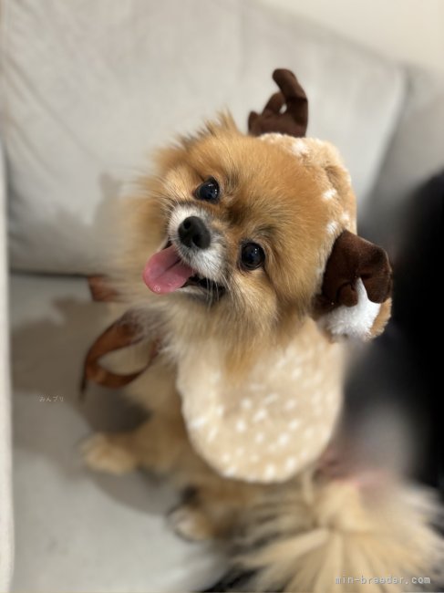 木造七海ブリーダーのブログ：犬舎初ポメラニアン誕生しました🌟