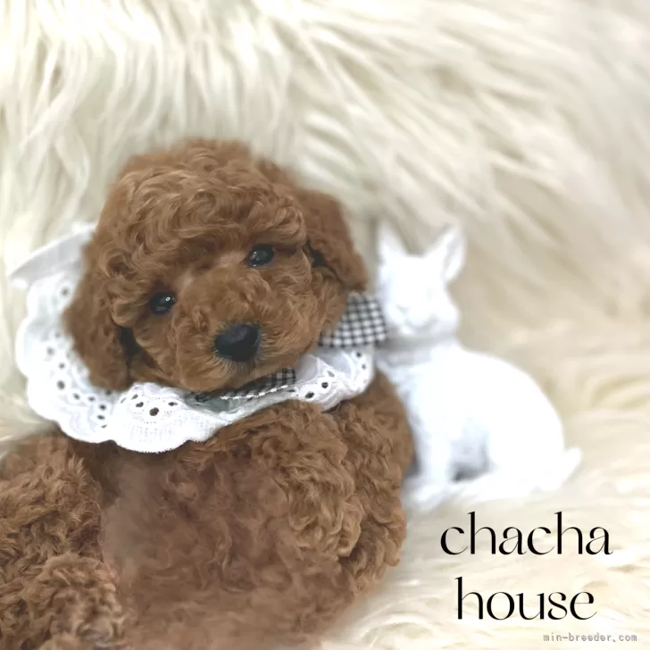 ID:2411-02044の子犬