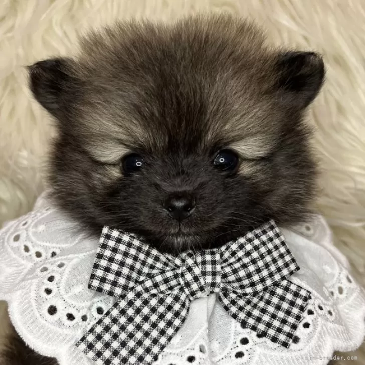 ID:2501-07411の子犬