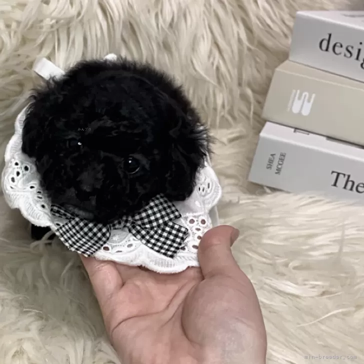 むーたん 様のお迎えした子犬