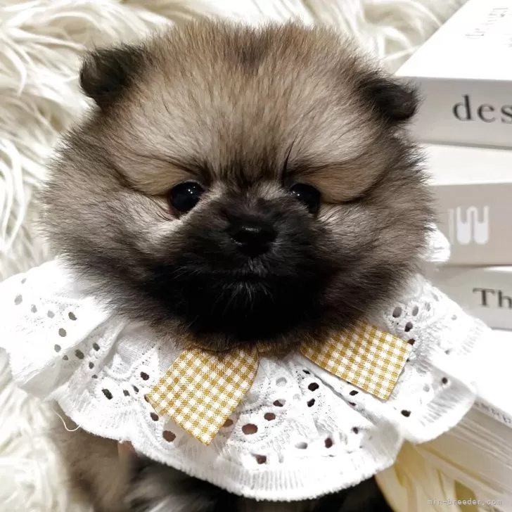 T.O 様のお迎えした子犬