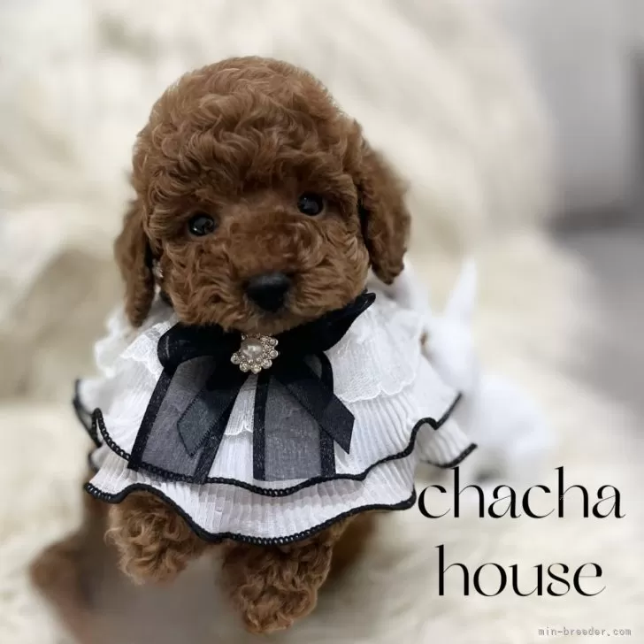 ID:2411-02011の子犬