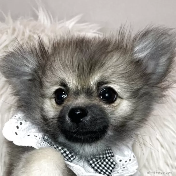 ID:2504-02450の子犬