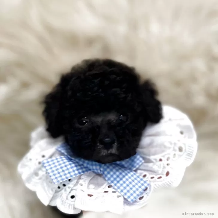 yuu 様のお迎えした子犬