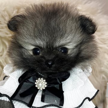 ポメラニアン【三重県・男の子・2025年8月4日・オレンジセーブル】の写真「9/30まで募集かわいすぎる　爆毛ちゃんです」