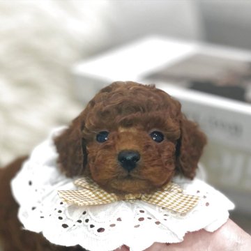 タイニープードル【三重県・男の子・2025年12月2日・レッド】の写真「可愛い男の子🤍
1/28までの募集です‼️」