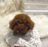 ティーカッププードル【三重県・男の子・2025年5月15日・レッド】の写真1「おちびな男の子🫧」