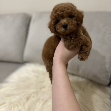 トイプードル(タイニー)【三重県・男の子・2024年2月14日・レッド】の写真「激カワ男の子🩷
5匹兄弟の一番ちびすけです💕」