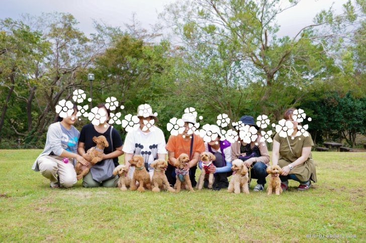 ワンコがつなぐトイプーファミリー。アットホームな当犬舎。オーナーさんもみんな仲良しです。｜山岸　江身子(やまぎし　えみこ)ブリーダー(千葉県・トイプードル・JKC登録)の紹介写真3
