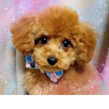 トイプードル(ティーカップ)【千葉県・男の子・2025年7月10日・レッド】の写真「かわいいお顔のもこもこふわふわの小さな男の子」