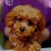 ティーカッププードル