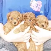 ティーカッププードル【千葉県・女の子・2025年7月10日・レッド】の写真9「🐶7/10生まれの3兄妹(♂2♀1)ですファミリーのワンズから犬社会のルールを教わってます」