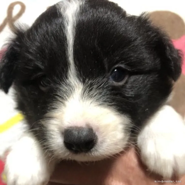 ID：2304-00164の子犬