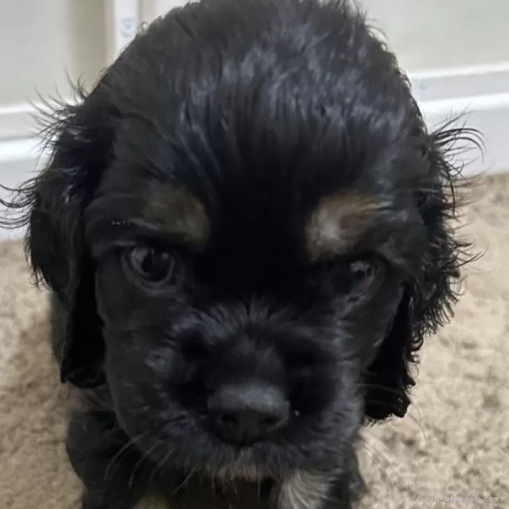 アメリカンコッカースパニエル【宮崎県・男の子・2025年10月3日・ブラック⭐︎タン】の写真1「⭐︎元気いっぱいなイケメンBOY⭐︎」