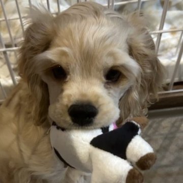 アメリカンコッカースパニエル【宮崎県・男の子・2024年10月13日・バフ】の写真「健康で元気いっぱい。すぐにお迎え出来ますょ」