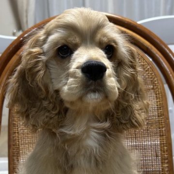 アメリカンコッカースパニエル【宮崎県・男の子・2025年2月16日・バフ】の写真「✨見学後連れて帰れます🌟」