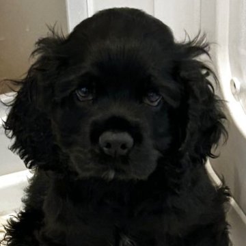 アメリカンコッカースパニエル【宮崎県・男の子・2025年10月3日・ブラック】の写真「イケメン男子。元気ですくすく成長中。」
